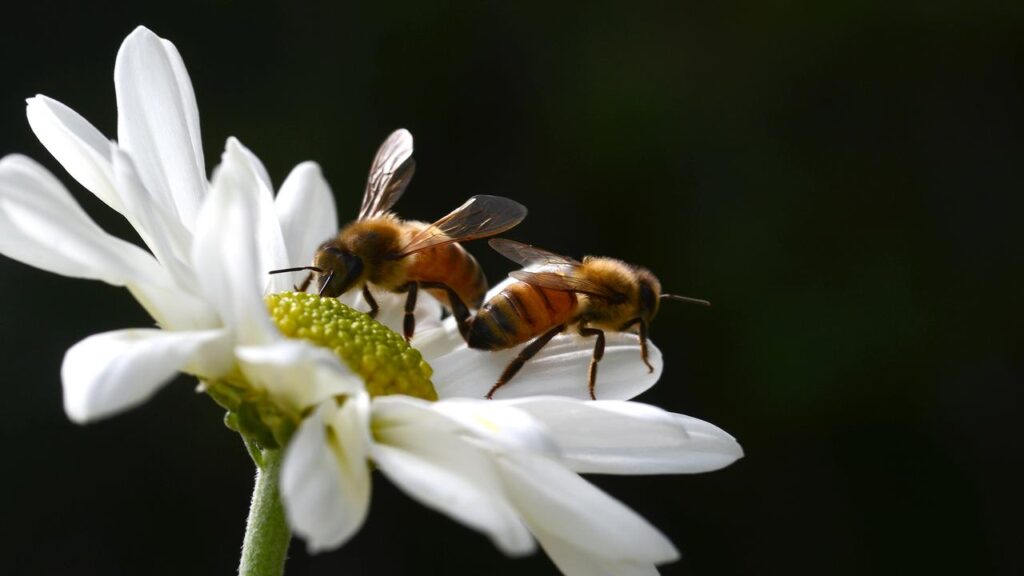 The race is on to keep an island sanctuary safe from a deadly parasite impacting feral bees.
