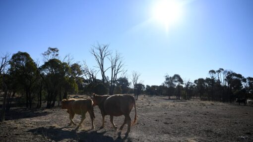 QLD DROUGHT STOCK