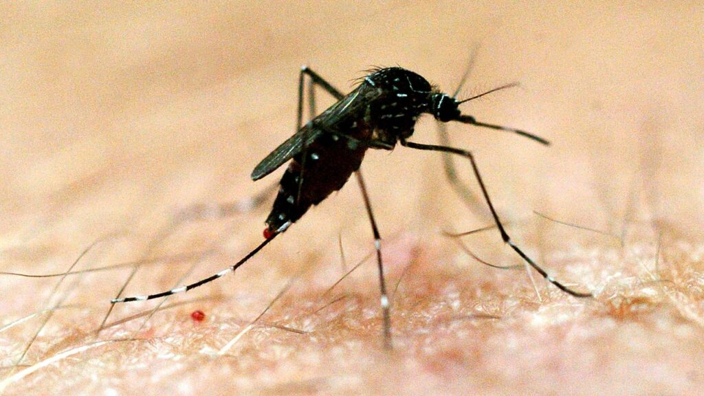A mosquito-borne virus has been found in regional Victoria, marking the first detection this summer.
