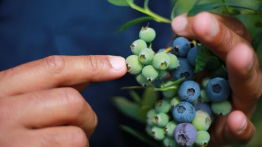 Pacific workers stay silent to keep their jobs AGRICULTURE FEATURE