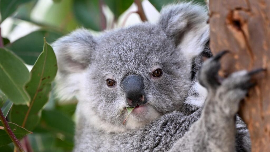 Along with bushfire and habitat loss, koalas also face additional high risk over the festive season.
