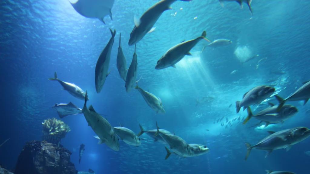 It turns out those wind turbines offshore might be doing more than just keeping the lights on.
