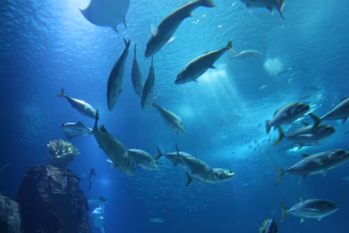 photo-1566151442928-b58e10e2b62e