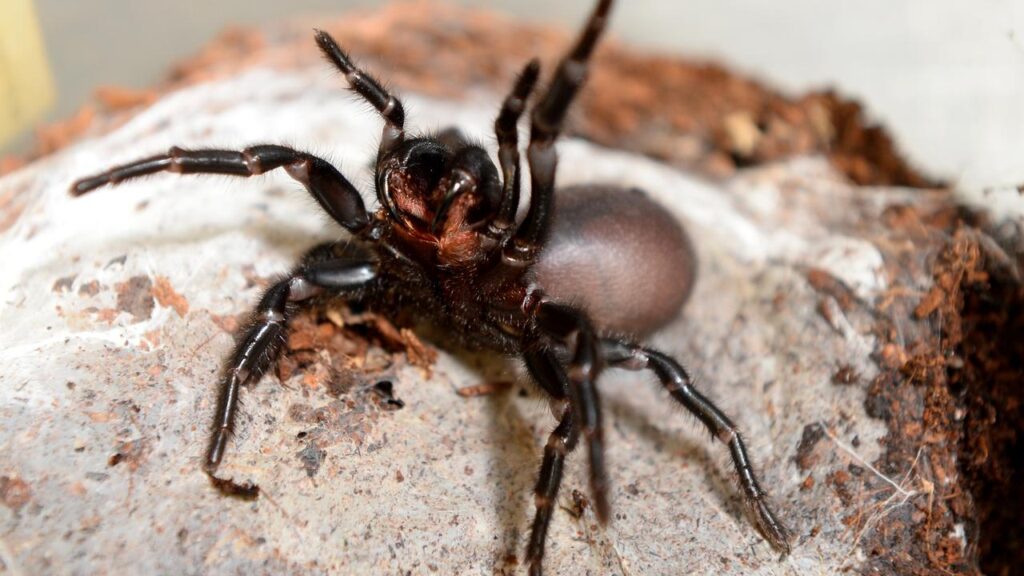 A drug developed from funnel-web spider venom could improve outcomes for heart attack patients.
