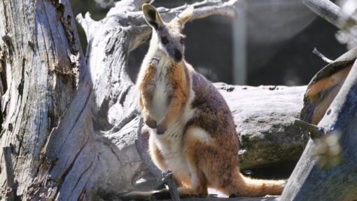 NSW ROCK WALLABIES