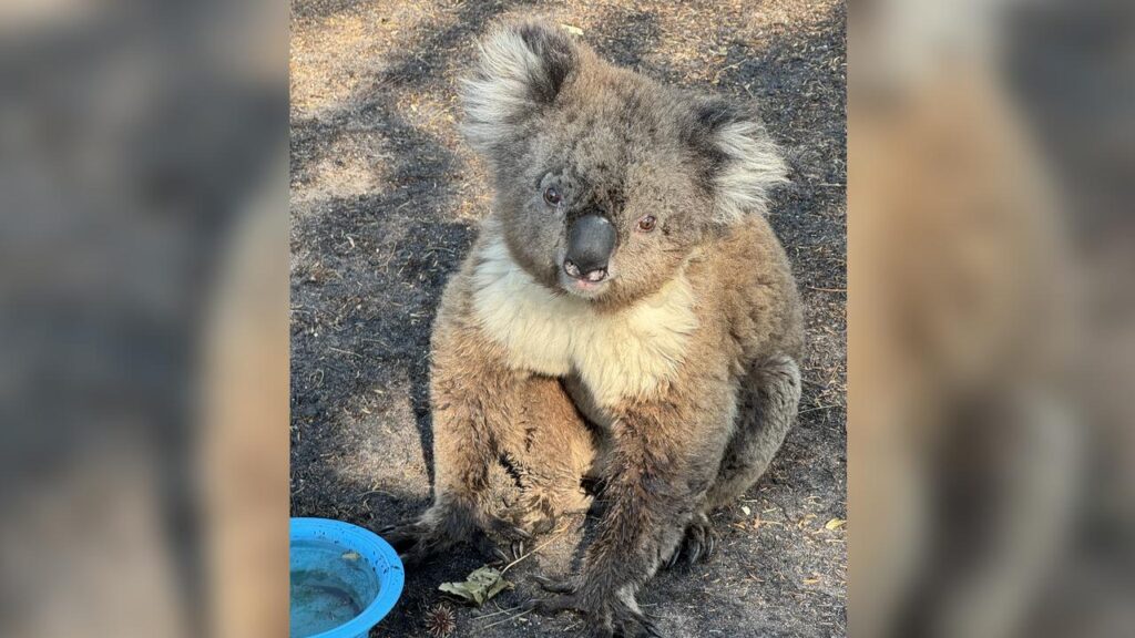 A large range of wildlife, plants and ecosystems have been hit by Victoria’s latest bushfires.
