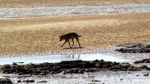 FRASER ISLAND DINGO