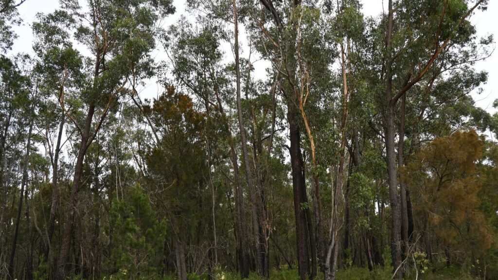 New research has revealed just how quickly Australia’s forest stocks are thinning.
