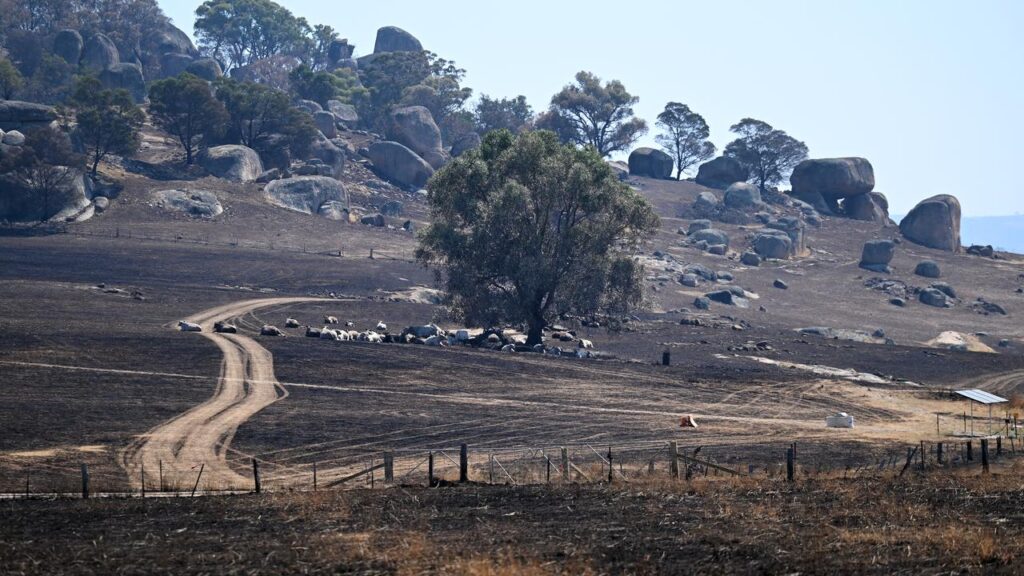 Paddocks are littered with the remains of animals and livestock that could not escape the bushfires.
