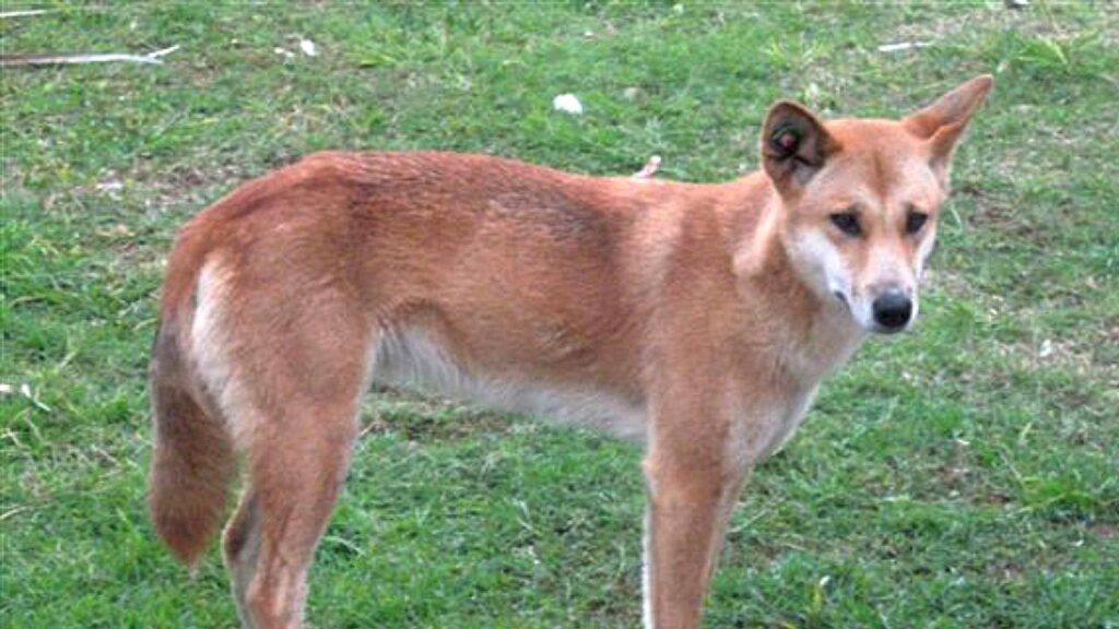 A pack of “aggressive” dingoes on K’gari has been deemed an unacceptable risk to public safety.
