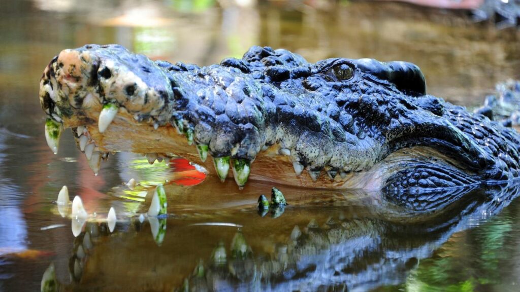 A man is in a stable condition with back and leg wounds after being mauled by a crocodile.
