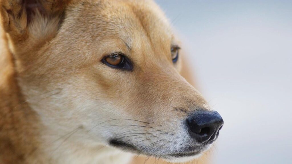 Rangers are urging visitors to be dingo-safe at all times on K’gari after heightened dingo activity.
