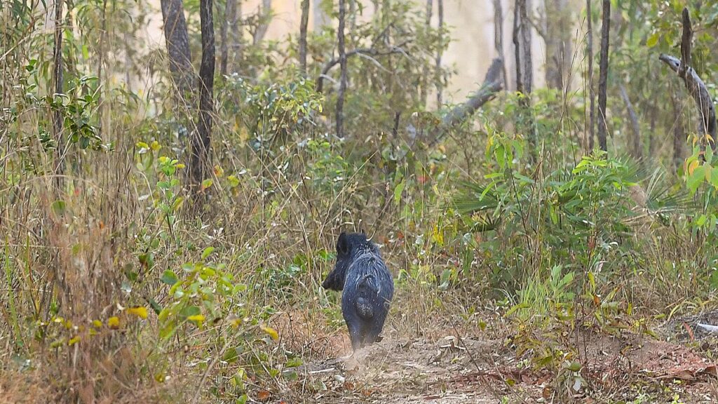 Aerial shooters are to be used to control feral pig numbers in Queensland’s north.
