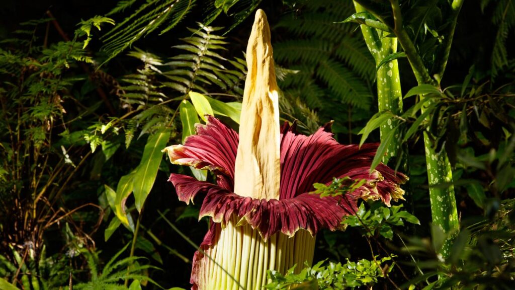 Less than 1000 Titan Arum or Corpse Flower specimens are thought to remain in the wild worldwide.
