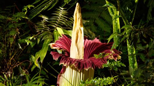 ADELAIDE CORPSE FLOWER BLOOM