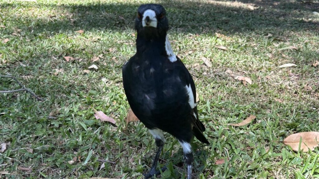 Researchers remain baffled as to the cause of Black and White Bird Paralysis Syndrome.
