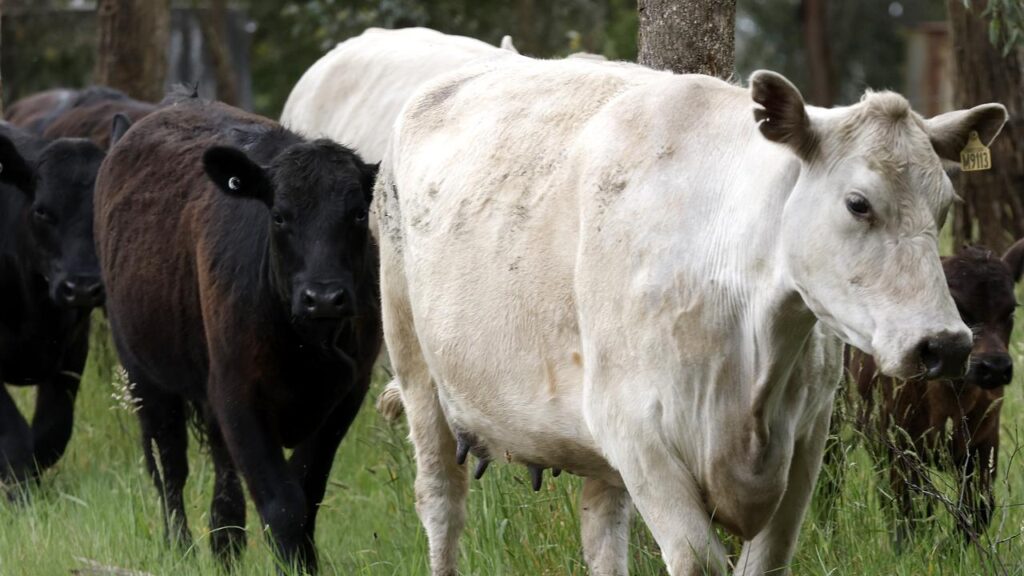 Flooding has caused livestock deaths at three properties, the Australian Agricultural Company says.
