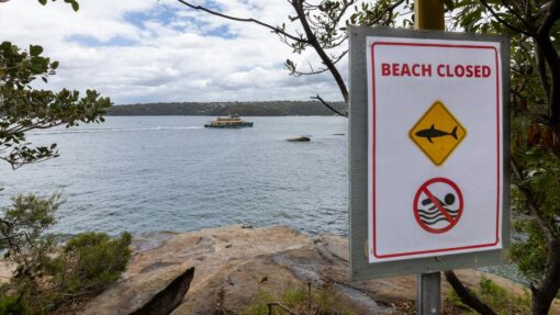 SHARK BEACH ATTACK SYDNEY