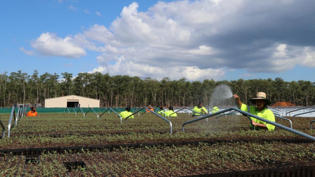 Native eucalypt species planted on Melville Island will eventually become construction timber.
