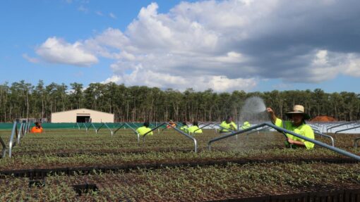 Carbon credits seeding next chapter of Tiwi forestry CARBON PROJECT TIWI ISLANDS