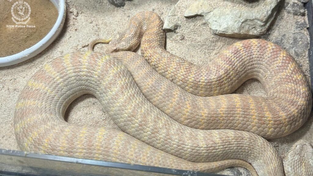 Dozens of animals were discovered along with a large hydroponic cannabis setup in northern NSW.
