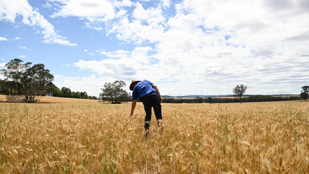GrainCorp is feeling the pinch as growers opt to store crops on-farm due to global oversupply.

