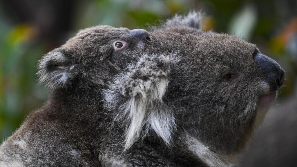 Environmentalists fear an open cut coal mine extension will threaten a koala colony.
