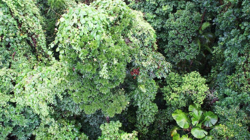 A court has heard how a couple fell through a tree canopy while ziplining.
