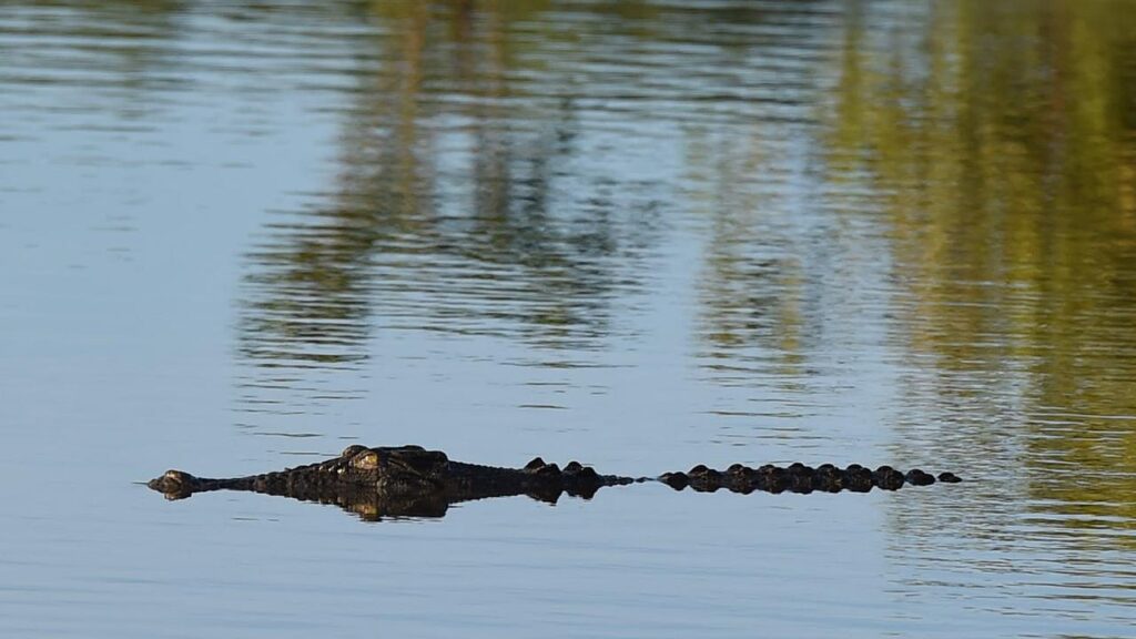 The smart camera system alerts authorities when a crocodile is detected.
