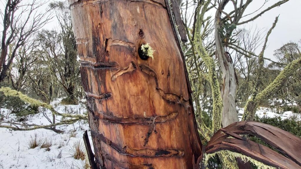 A voracious wood-boring beetle is still destroying the snow gum forests of the Australian Alps.
