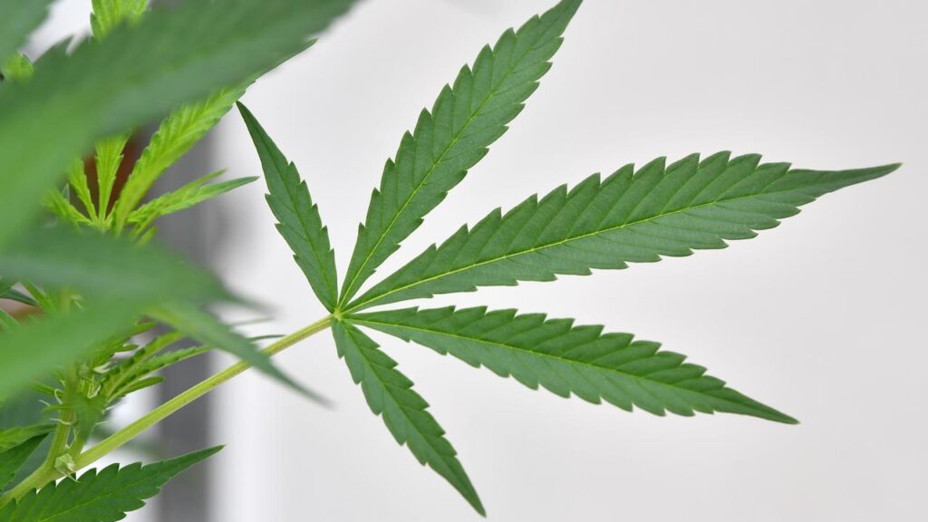 Australian researchers found little evidence cannabis use for mental health patients is effective.
