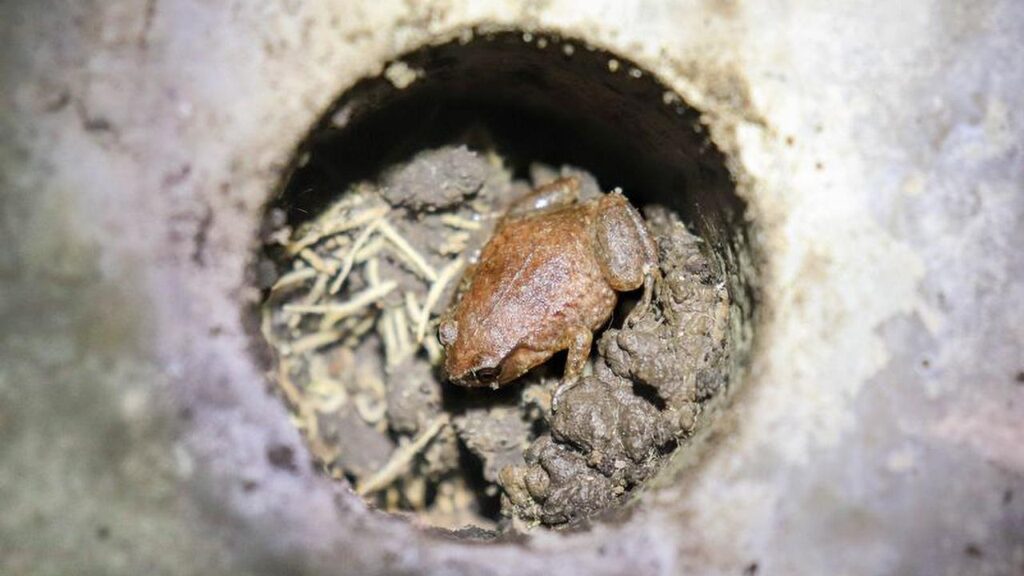 Concrete shelters have become the perfect tropical retreat for the robust whistling frog.
