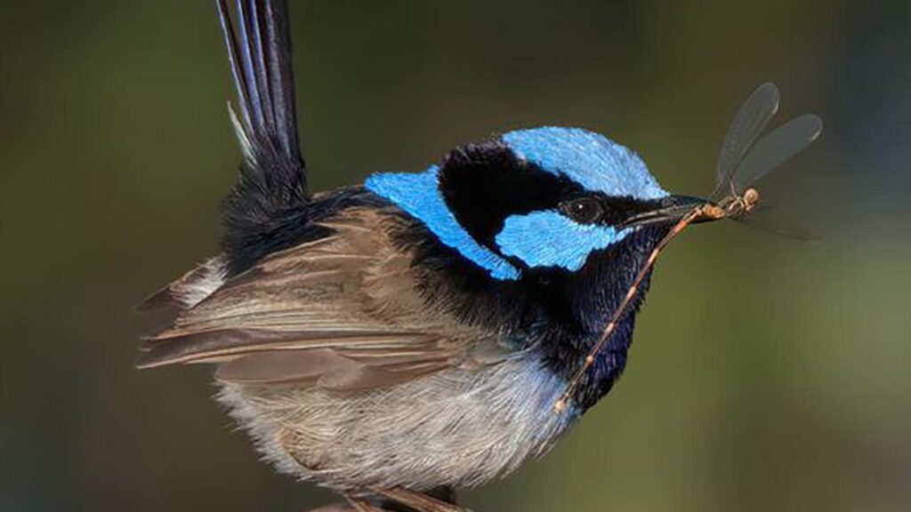 A long-term study monitored the impacts of weather on the superb fairy wren.
