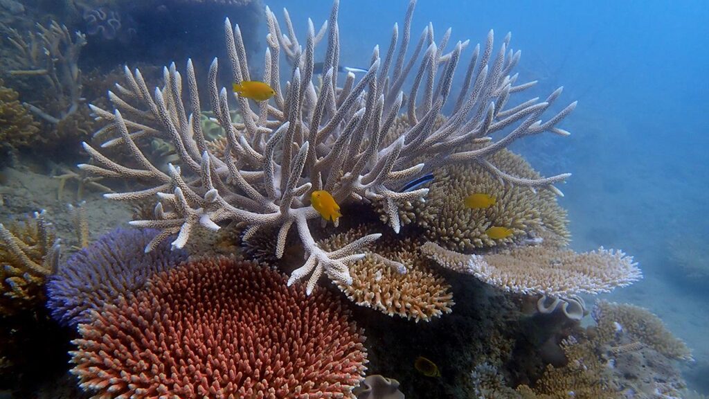 Damselfish and butterflyfish are still recovering after Cyclone Debbie hit the Whitsundays in 2017.
