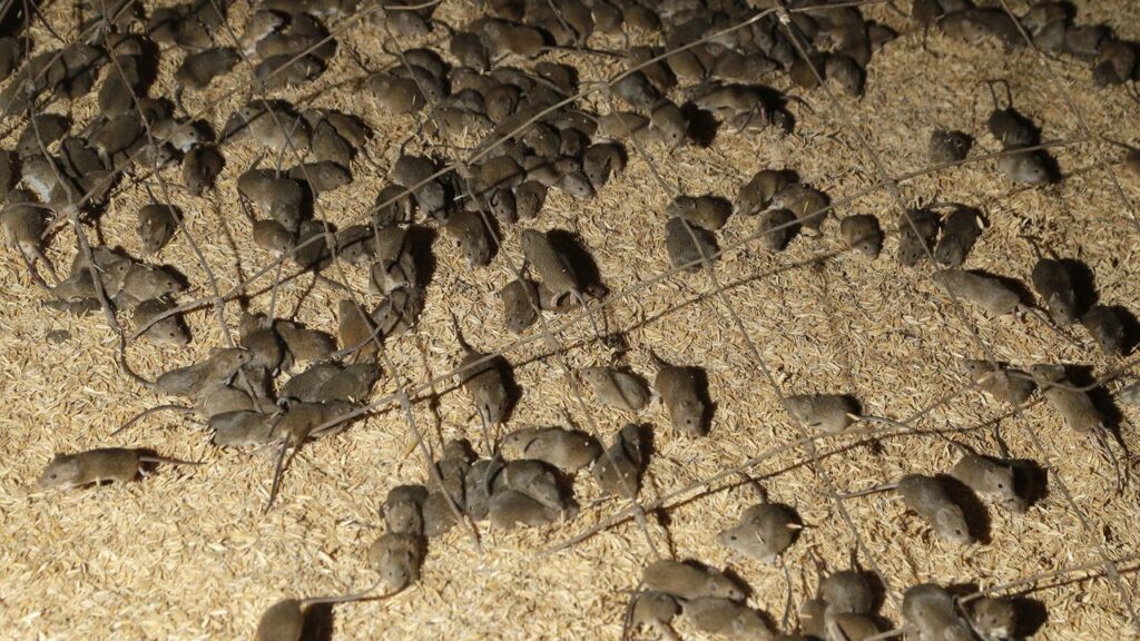Mouse numbers have grown to plague proportions in Western Australia’s grain growing regions.
