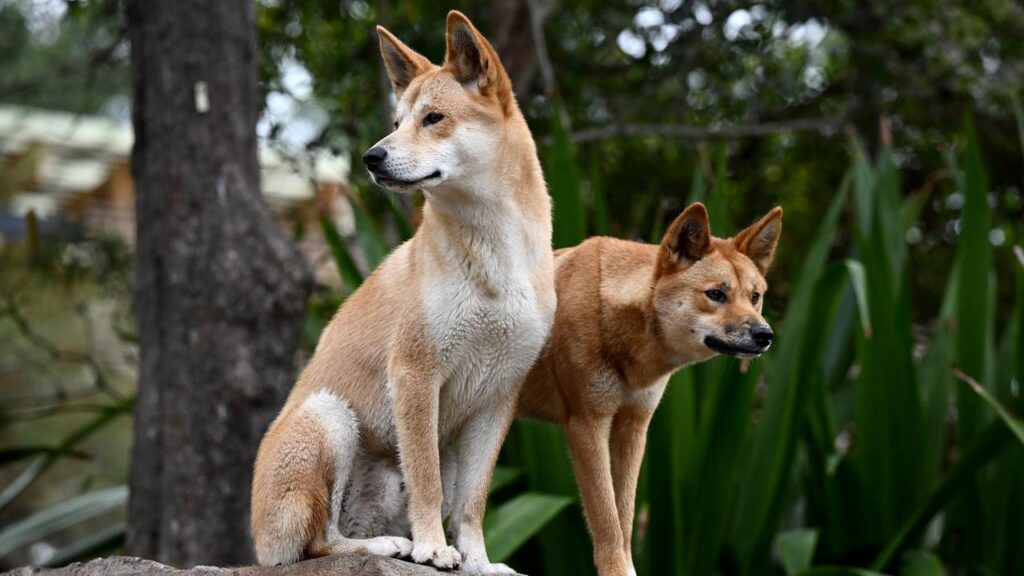 Researchers have found the dingo to be among a number of culturally significant Indigenous entities.
