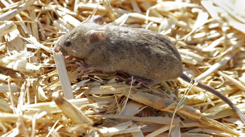 Scientists have warned struggling farmers to be on high alert for a possible mouse plague.
