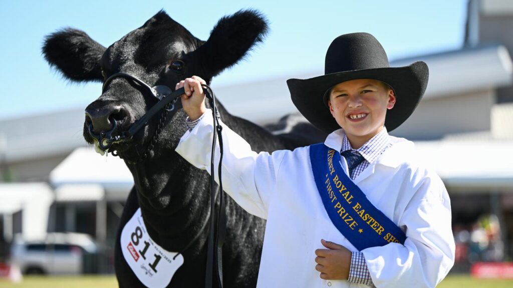 Eight-year-old junior cattle parader Isaac Hobbs is an early winner at the 2026 Royal Easter Show.
