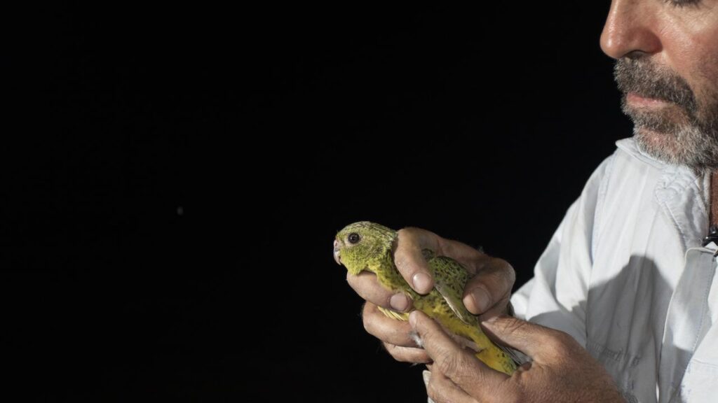 Ecologist Steve Murphy has spent years looking for the elusive, critically endangered night parrot.

