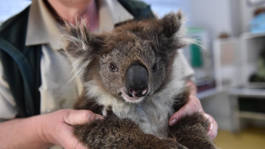 The search is on for a new koala detection dog, a life saver during bushfires and other disasters.
