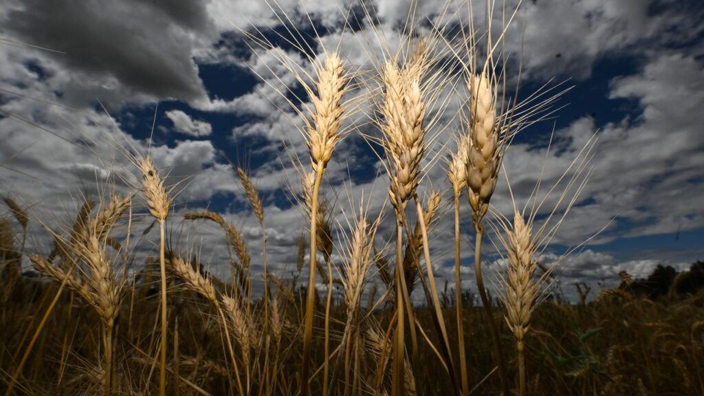 An international oversupply of grain has led to GrainCorp making a smaller first-half net profit.

