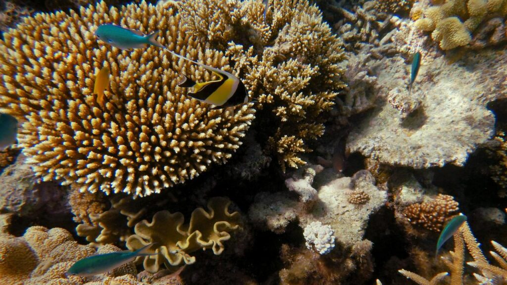 Since 2014, almost $4 billion has been pledged to protect the Great Barrier Reef.
