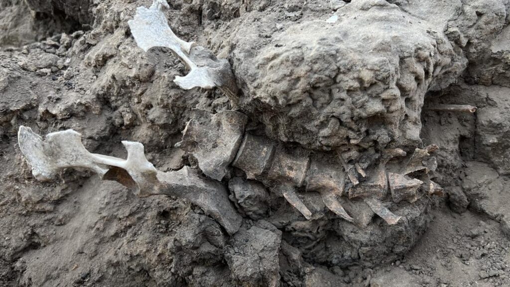 An ancient grave provides evidence of the close bond between First Nations people and dingoes.
