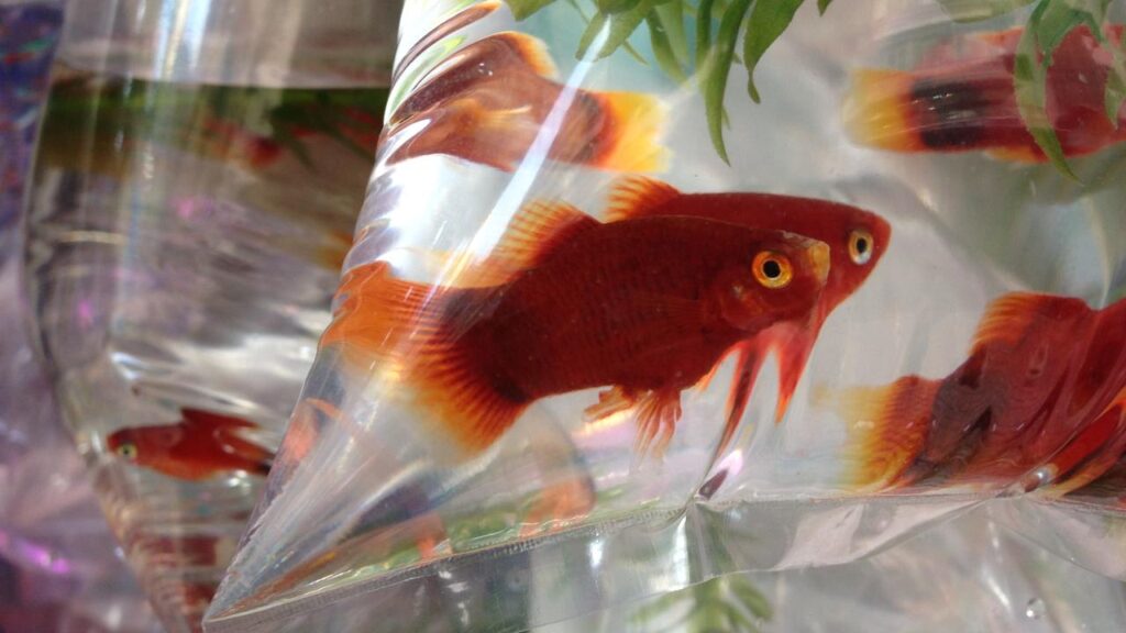 Fish tanks and other stored liquids can absorb – and slow – a wi-fi signal, NBN Co warns.
