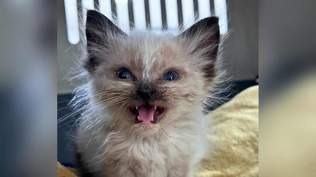 Baz is among tens of thousands of lost or abandoned pets surrendered to Australian animal shelters.
