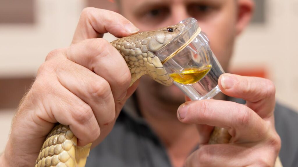 Billy Collett will milk 100 snakes at Reptile Park to mark Sir David Attenborough’s 100th birthday.
