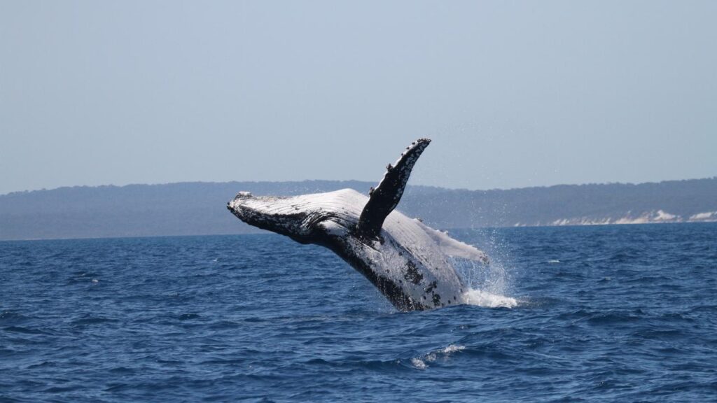 Citizen scientists photographed the record-breaking whale on either sides of the Pacific Ocean.
