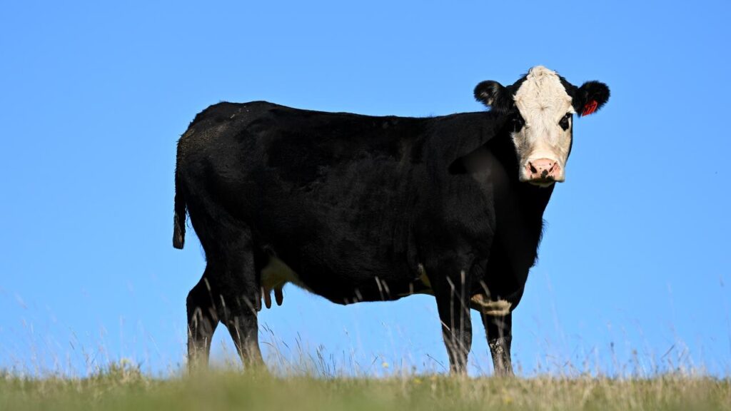 Australian Agriculture Co’s cattle sales in fiscal 2026 came to $107.7 million, up 15 per cent.
