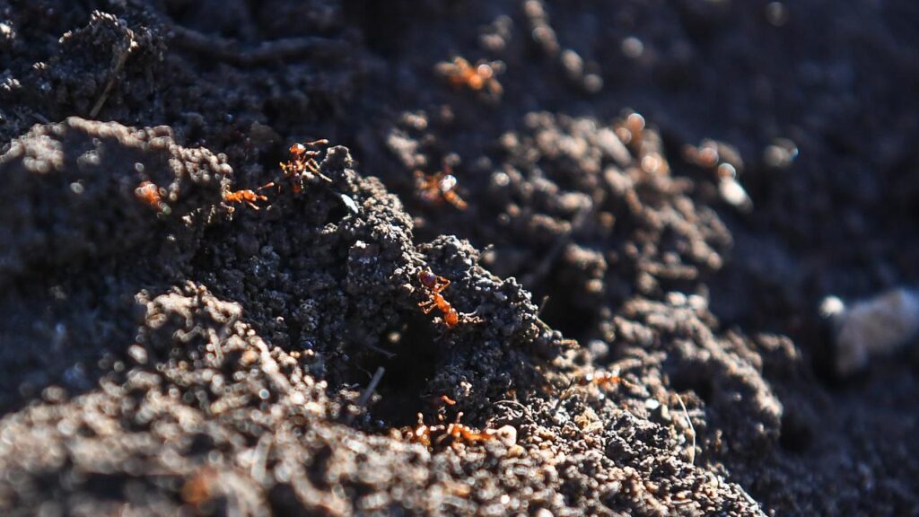Fire ants have been detected in an inner-city park, raising questions about eradication efforts.
