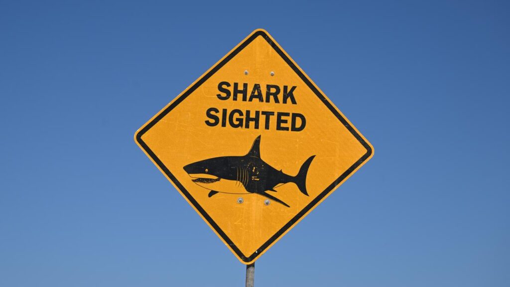 The high‑risk sport of spearfishing is putting divers right where the ocean’s apex predators hunt.
